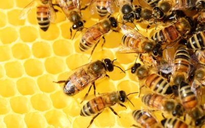 Comment se lancer dans l’apiculture en 2022 ?