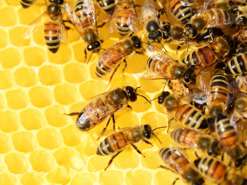 Comment se lancer dans l’apiculture en 2022 ?