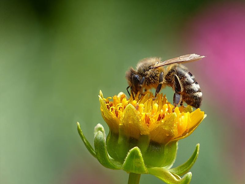abeille-reine-apiculture