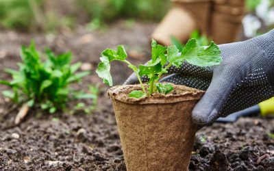 Le jardinage végétal en permaculture